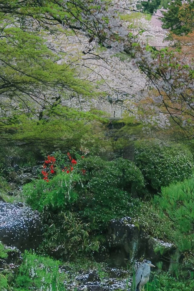 去了‖但錯過櫻花才更遺憾