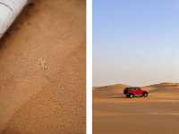 騰格里沙漠-綠洲探險記