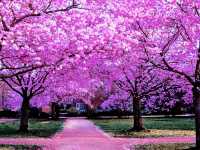 Kawasaki Cherry Blossom Inspiration
