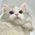 cute_Carter_46