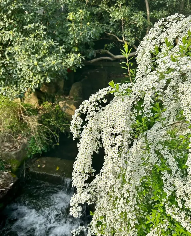 三月的杭州之景