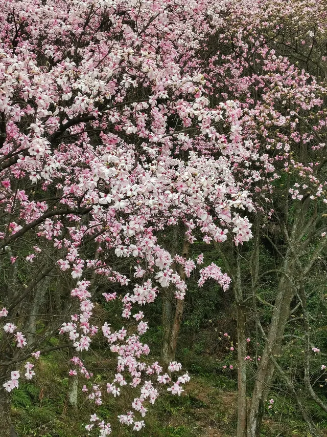 三月踏春，綿陽九皇山景區等你探尋！