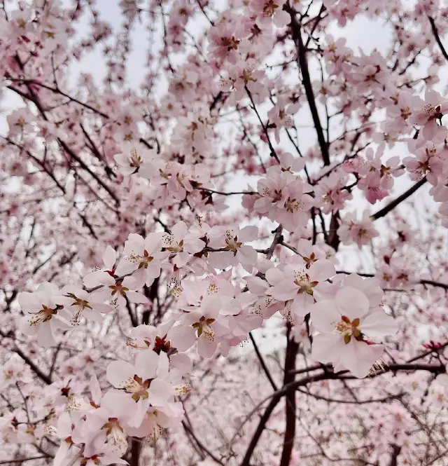 北京山系列(百望山森林公園)