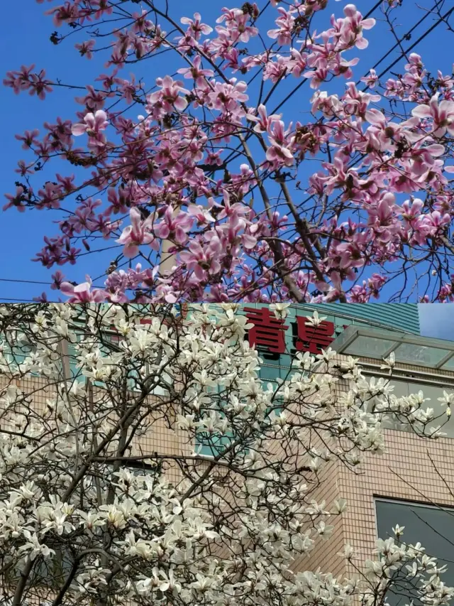 The magnolia flowers in Qingdao have bloomed! If you miss it, you'll have to wait another year