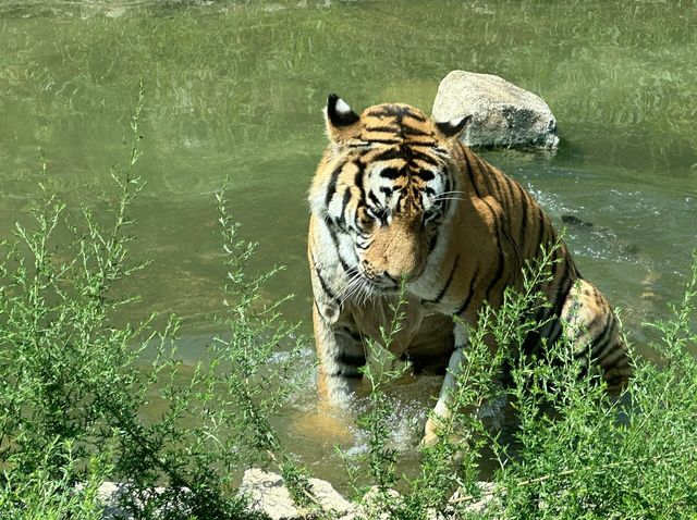 西安秦嶺野生動物園一日遊攻略