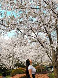 Sakura season arrived to Shanghai 🌸