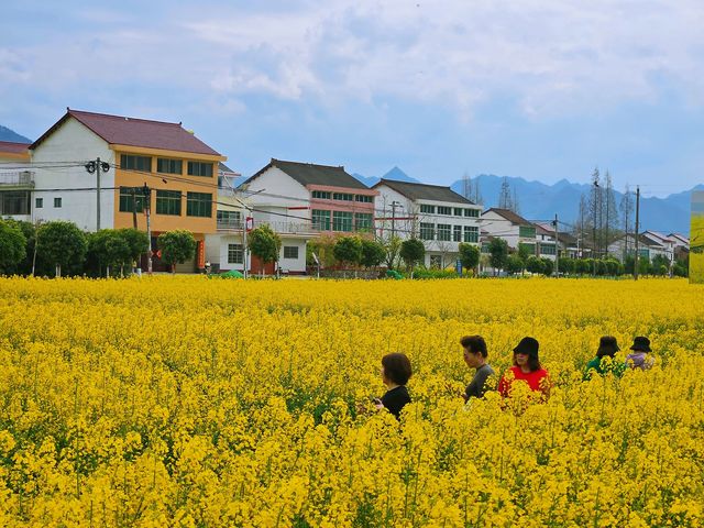 邊走邊看漢中油菜花系列之三：勉縣楊家山村