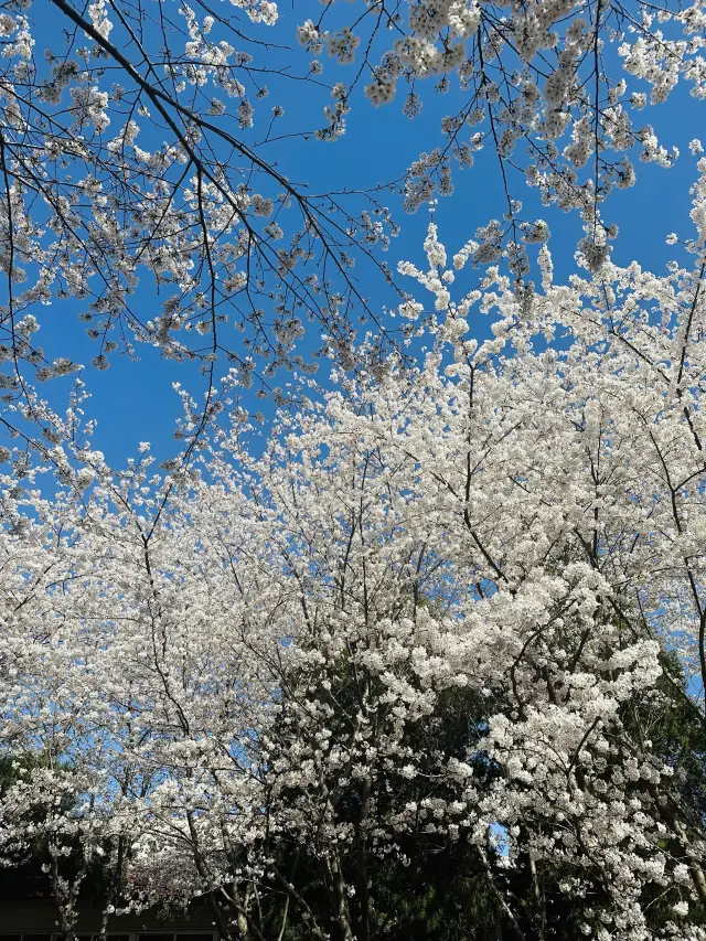 Yuyuantan Cherry Blossom Festival