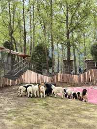 親子打卡｜大理蒼海雲上草原 拍照遛娃寶地