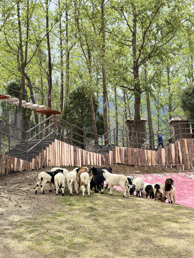 親子打卡｜大理蒼海雲上草原 拍照遛娃寶地