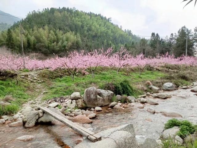 人面桃花相映紅，桃花依舊笑春風……