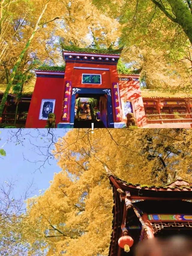 The Millennium Ginkgo, the Royal Temple