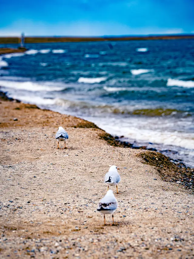 You should visit Qinghai Lake at least twice a year