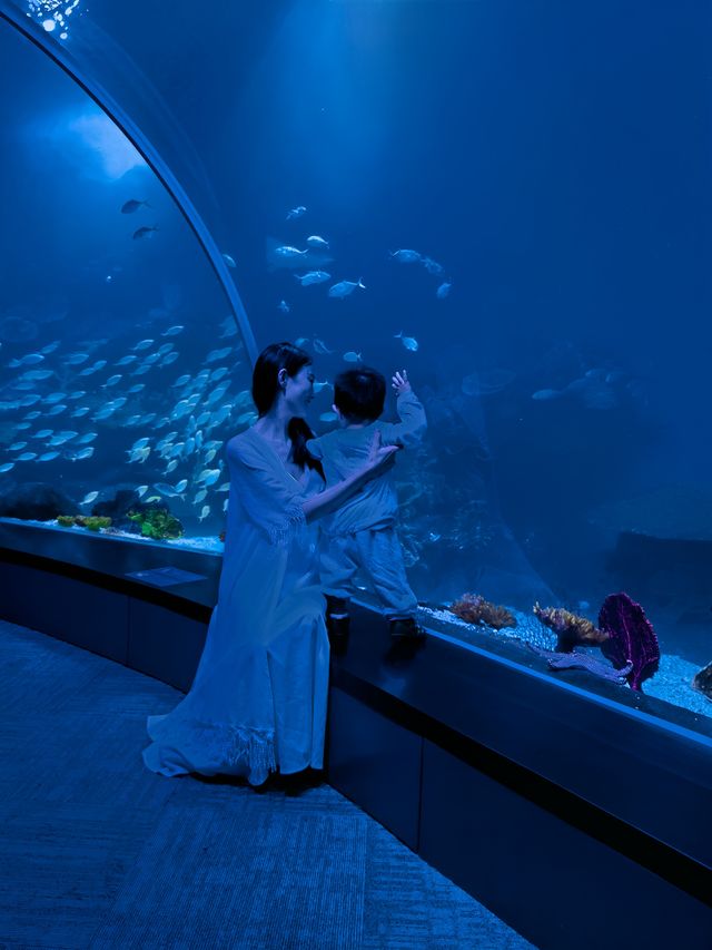 魔都首家空中海洋館趁人少趕緊來溜娃 魔都首家空中海洋館趁人少趕緊來溜娃