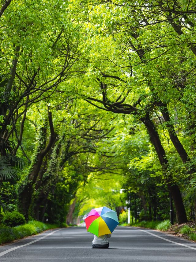 就在蘇州藏在山腳下的最美林蔭公路