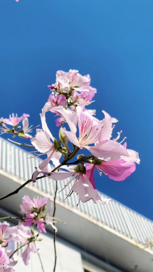 浪漫花海｜紫荆花開芳華濃 想和你一起邂逅浪漫三月