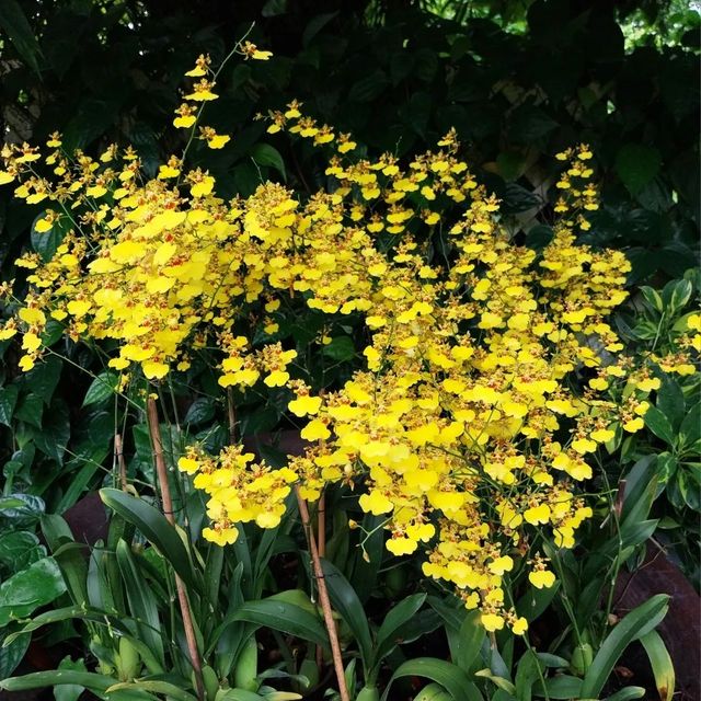 新加坡國立植物園 胡姬花園蘭花品種上千，稀有蝴蝶蘭