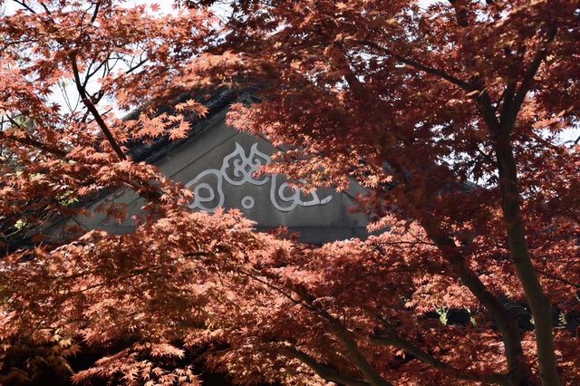 劉姥姥進了大觀園
