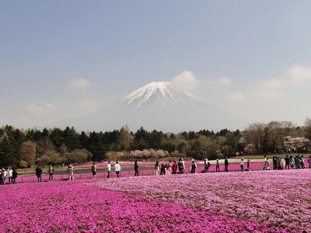 富士山下的芝樱節