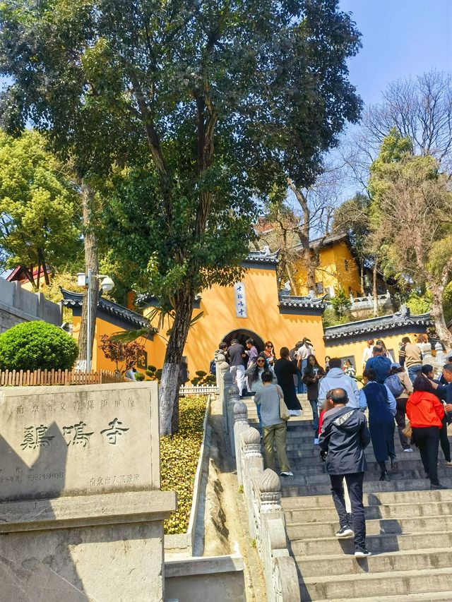 雞鳴寺的櫻花開了南京玩得可真花～