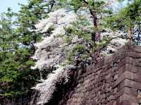 Sakura on Ruins