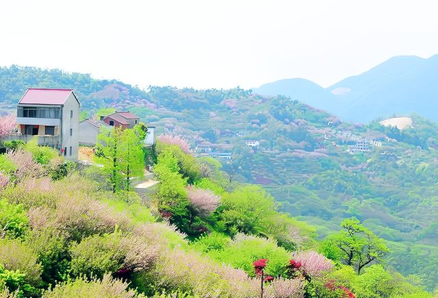 四明山覆卮山小眾賞花勝地推薦