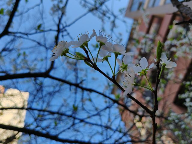 李子花開的時空