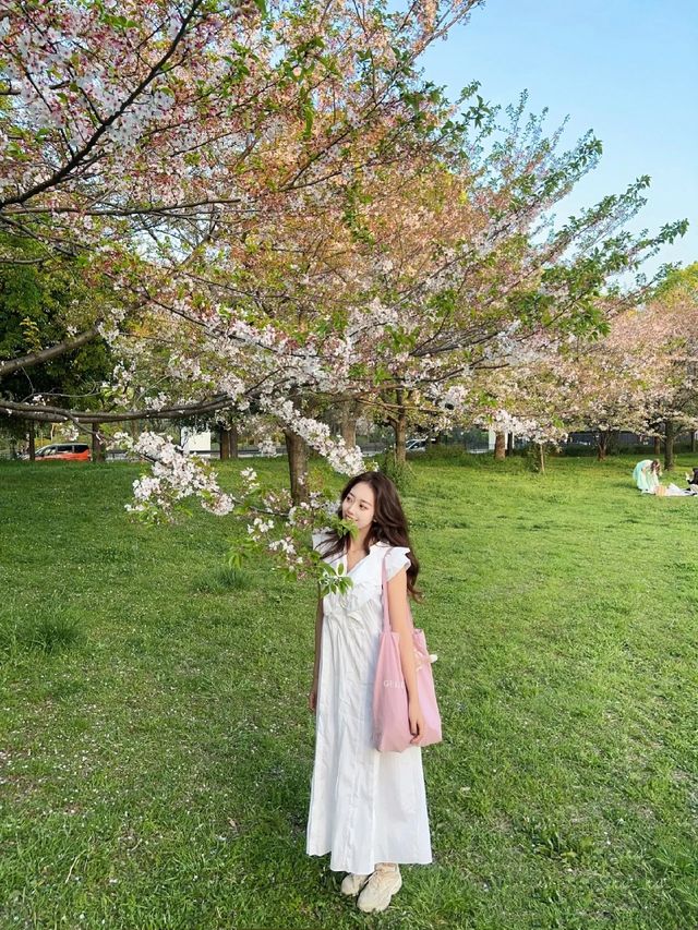 東京帶小狗避開人群的小眾賞櫻公園|||