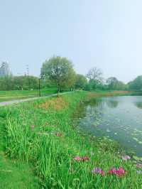 義烏植物園，草木欣然，鳶尾盛開