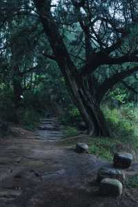 隨著四月的花瓣雨