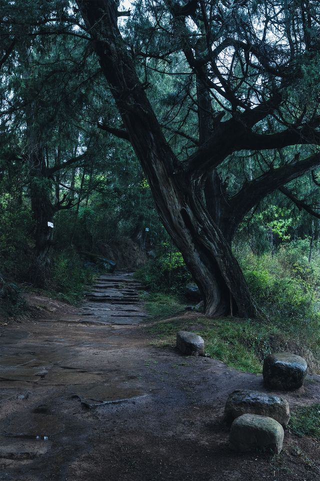 隨著四月的花瓣雨