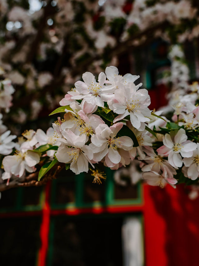 Spring’s beauty 🌸