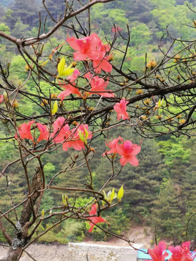 แผนการเดินป่าที่ภูเขาใหญ่ที่รวดเร็วและประหยัดแรง ที่เหมาะสำหรับเด็กๆ