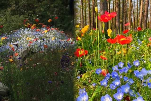 現實版莫奈花園‖上海共青森林公園 現實版莫奈花園‖上海共青森林公園