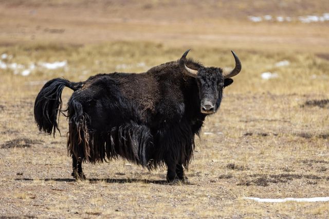 西藏羌塘：有多少野生動物？