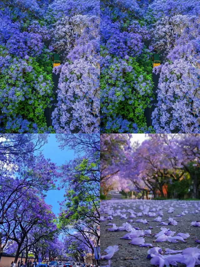 Planning to visit Australia? You can find the dreamy and romantic Jacaranda right here in China