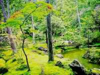 Japanese Myst and Moss