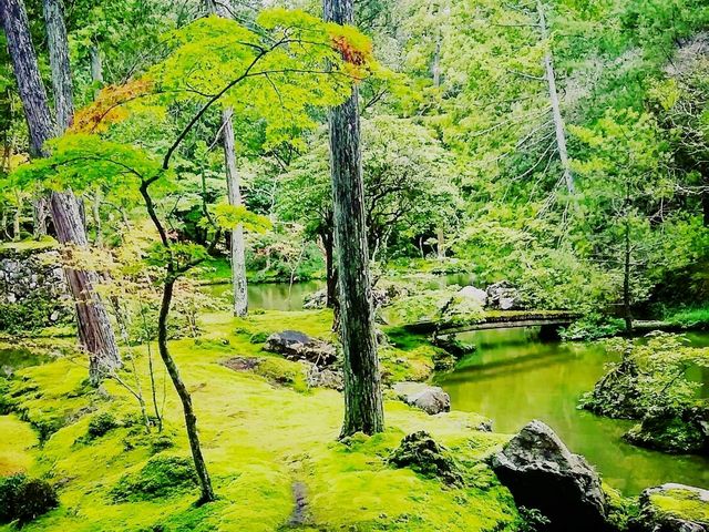 Japanese Myst and Moss