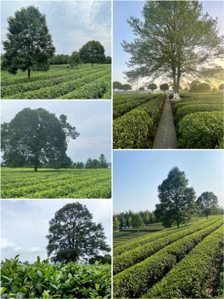 Visit the Jinjing Tea Fragrance Town near Changsha on the weekend, get away from the city, and get close to nature!