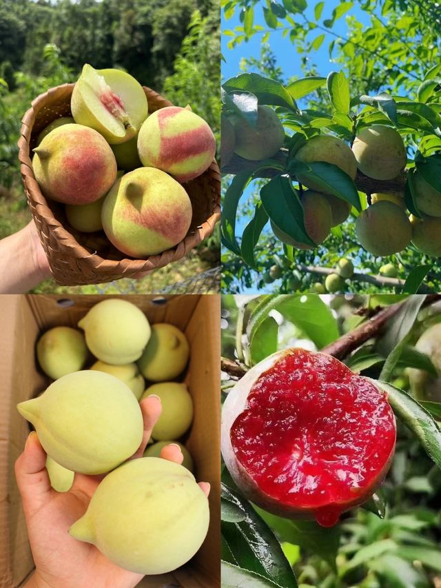逃離城市計劃找到消暑度假好去處