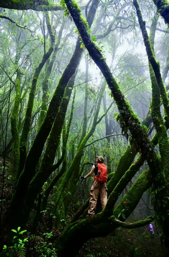 Trekking Adventure in Gaoligong Mountain