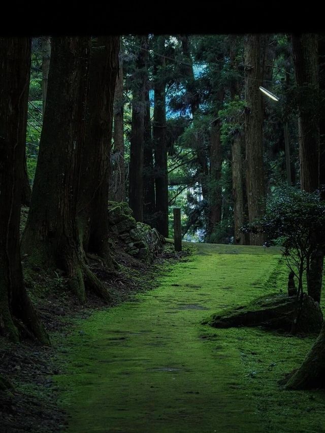 來到苔的世界｜盡情吸氧