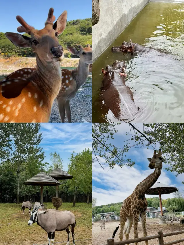 Dalian Forest Zoo Travel Guide