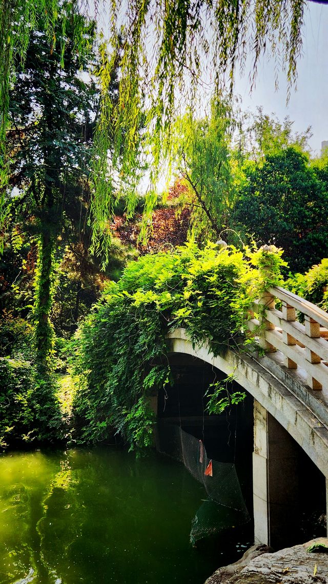 聽講西安豐慶公園錦簇芳菲，打卡過公園"山水綠叢中"才知曉。