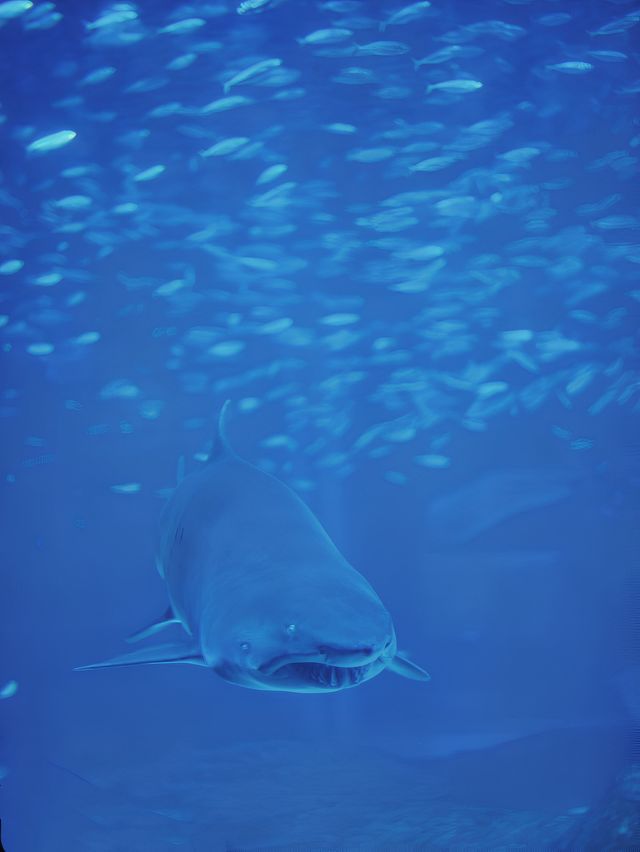 成都極地海洋公園。