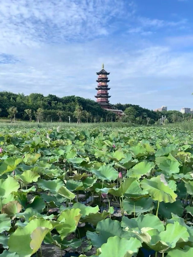 南昌！不推薦象湖公園你糊塗啊！！！。
