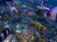 在沙巴，掉進上帝的金魚缸。