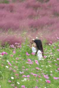 上海秋日限定濱江公園粉黛子草海賞花攻略。