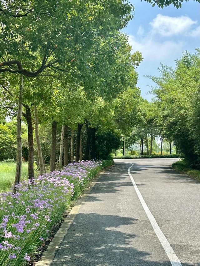 崇明周邊必到景點！西沙明珠湖景區！