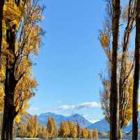 The Wanaka tree such a big and high rise trees 